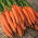 Carotte - Scarla - Daucus carota - graines