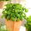 Mini garden - Green basil - untuk budaya balkon dan teras - Ocimum basilicum  - biji