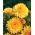 Měsíček lékařský "Meruňka Twist" - meruňka - 216 semen - Calendula officinalis - semena