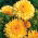 Měsíček lékařský "Meruňka Twist" - meruňka - 216 semen - Calendula officinalis - semena