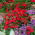 Balsamine de Waller - Impatiens walleriana - 180 graines