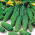Freilandgurke "Aloe F1"