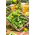  Pepino - Cornichon de Paris - semillas tratadas - Cucumis sativus
