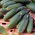 Pepino - Fason F1 - 175 semillas - Cucumis sativus