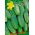 Freilandgurke  Parys Samen - Cucumis sativus - 70 Samen