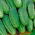 Freilandgurke  Parys Samen - Cucumis sativus - 70 Samen