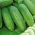 Cucumber "Odys F1" - for pickles - 110 seeds