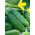 Almindelig Agurk – Osiris F1 - 175 frø - Cucumis sativus