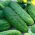 Almindelig Agurk – Osiris F1 - 175 frø - Cucumis sativus