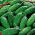 Salatalık "Rufus" - Kornişon, Salamura Çeşitleri - 90 Tohum - Cucumis sativus - tohumlar