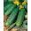 Concombre - Tarot F1 - 175 graines - Cucumis sativus