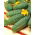 Gurka - Victoria F1 - 175 frön - Cucumis sativus