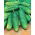 Cucumber "Zephyr F1" - field variety with strong growth - 175 seeds