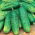 Cucumber "Zephyr F1" - field variety with strong growth - 175 seeds