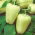 Paprikát - Citrina - Capsicum L. - magok
