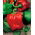 Paprika – Symphony - 10 frø - Capsicum L.