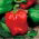 Paprika – Symphony - 10 frø - Capsicum L.