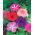 Petunia "Cascade" - multicolour variety mix "Superkaskadia" - 12 seeds