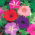 Petunia "Cascade" - multicolour variety mix "Superkaskadia" - 12 seeds
