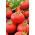 Tomato "Alka" - early, dwarf variety - SEED TAPE