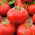 Tomato "Alka" - directly sown field variety - COATED SEEDS - 100 seeds