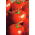 Tomate - Ondraszek - Lycopersicon esculentum Mill  - sementes
