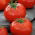 Tomate 'Pedro' - für Gewächshäuser oder unter Schutzabdeckungen, ​lagerfähige Sorte