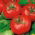 Tomate 'Sabała' - Freilandtomate mit der kompakten, dichten Wuchsform