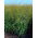 Miglio - giallo - 1 kg - Panicum miliaceum - semi