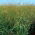 Miglio - giallo - 1 kg - Panicum miliaceum - semi