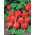 Radish "Fiesta" - rapidly growing, round or heart-shaped, carmine red roots - 850 seeds