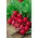 Radish "Krasa" - round, carmine-red roots - 850 seeds