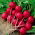 Radish "Krasa" - round, carmine-red roots - 850 seeds
