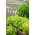 Botersla - Justyna - 950 zaden - Lactuca sativa L. var. Capitata
