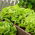 Botersla - Justyna - 950 zaden - Lactuca sativa L. var. Capitata