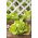 Alface Iceberg - Goplana - 450 sementes - Lactuca sativa L.