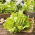 Alface Iceberg - Goplana - 450 sementes - Lactuca sativa L.