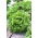 Lechuga iceberg - Regina Dei Ghiacci - BIO - 475 semillas - Lactuca sativa L.