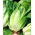 Kötözősaláta - Lentissima a Montare 3 - zöld - 950 magok - Lactuca sativa L. var. longifolia