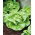 Butterhead lettuce "Nochowska" - ideal for sandwiches - 1800 seeds