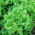 الميدان ، خس من نوع باتافيا "Reglice" - Lactuca sativa var. capitata - ابذرة