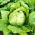 Листя салату айсберга "Робінсон" - Lactuca sativa var. capitata - насіння