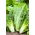 Laitue romaine - Liwia - Lactuca sativa L. var. longifolia - graines