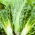 Laitue romaine - Liwia - Lactuca sativa L. var. longifolia - graines