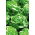 Butterhead lettuce "Zina" - winters without covers - 900 seeds