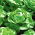 Butterhead lettuce "Zina" - winters without covers - 900 seeds