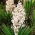 Yucca, Ádám tűmagjai - Yucca filamentosa - 20 mag - magok
