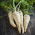 Root parsley "Berliner" - SEED TAPE WITH FERTILIZER
