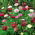 Százszorszép - rózsaszín - 600 magok - Bellis perennis