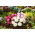 English Daisy Pomponette Mix seeds - Bellis perennis - 600 seeds